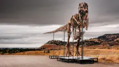 'Gus' the T. rex - an assembled skeleton of a T-Rex dinosaur standing on plinths - stands outside in the Badlands territory of South Dakota on a cloudy grey day against the backdrop of mountains and brown shrubland