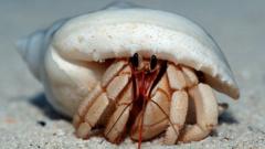 hermit-crab.