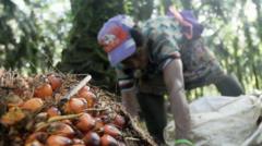 Sve što treba da znate o palminom ulju