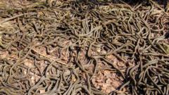 Подвязочные змеи (Thamnophis sirtalis parietalis) в брачный период