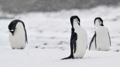 あごひもペンギン