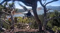 Young bald eagle taking flight