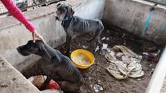 stray dogs in pathetic condition