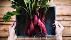 свекла, нитраты