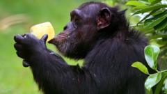 A chimpanzee cools down with an ice lolly at Chester Zoo