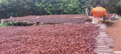Les producteurs ivoiriens espèrent tirer profit de la hausse du prix du cacao