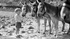 A small boy on the beach wearing shorts, a cardigan and buckle-up shoes in the style of the 1950s in a black and white image. He stands in front of four donkeys wearing saddles and bridles. Houses and part of the promenade in Llandudno is visible.