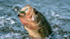 Pourquoi les poissons diminuent de taille et comment ce phénomène peut-il nous affecter ?