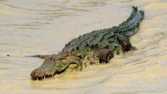 Salt water crocodile