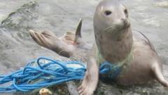 ribolovacke mrze reciklaza foka zapetljana