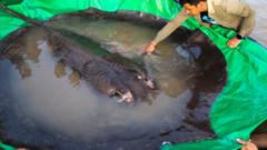 giant stingray found in Cambodia