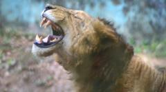 asiatic lion roaring