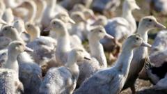 Bird Flu Defence Discovered In Our Bodies - BBC News