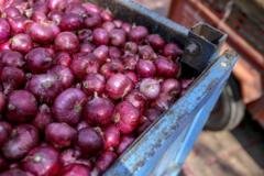 ভারত সরকার চাইছে জানুয়ারির মধ্যে পেঁয়াজের দাম ৪০ রুপির নিচে নিয়ে আসতে