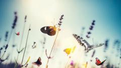 Бабочки - собирательный образ