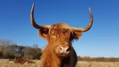 Three highland cows grazing at a field. One of them, which has a yellow tag on its ear, is staring at the camera.