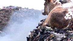 Cow sitting on a landfill mountain