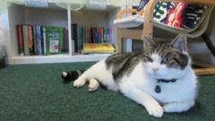 The school cat helping pupils with Sats pressure