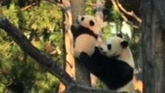 Panda stuck up tree