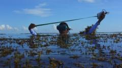 Ученый в маске для подводного плавания плавает среди водорослей, держа в руках измерительную ленту.