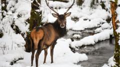 Scottish-red-deer-in-snow