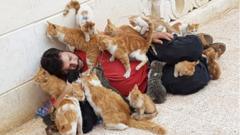 коти у сирії