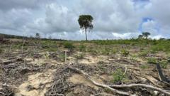 Bosque arrasado en Camboya
