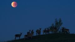 Reindeers are seen silhouetted against the "blood moon"