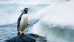 penguin standing on a rock surrounded by ice