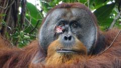 Científicos graban por primera vez a un orangután curándose una herida con una planta