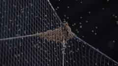 Bees delay Diamondbacks-Dodgers MLB game for two hours