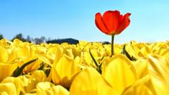 Un tulipán rojo más alto que muchos amarillos