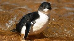 A-little-penguin