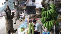 Việt Nam được biết đến đến là nơi tiêu thụ và trung chuyển trái phép các sản phẩm động vật hoang dã