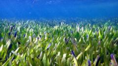 Shark Bay seagrass