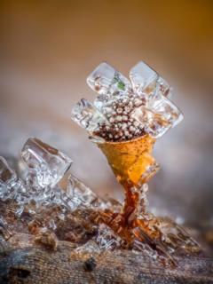 Foto de un hongo con gotas de agua