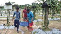 ড্রাগন ফলের চাষ বেড়েছে