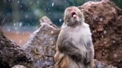 A macaque tries to eat falling snow