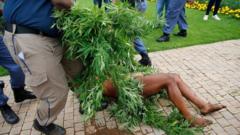 King Khoisan covered in cannabis being dragged away