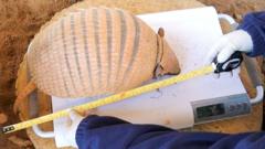 Armadillo being weighed and measured at Drusillas Park