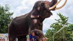 كيف أثر كوفيد وسوء معاملة الحيوان على سياحة الأفيال في تايلاند
