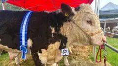 A white and brown side profile of a cow