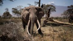 “No es broma”: por qué Botsuana amenaza con enviar 20.000 elefantes a Alemania