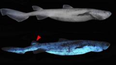 Lateral and dorsal luminescent pattern of Dalatias licha (kitefin shark)