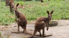 The rescued Kangaroos at the Bengal Safari Park
