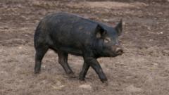 A black pig for field