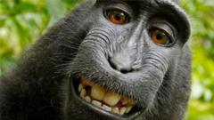 Disputed selfie of crested black macaque