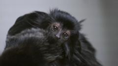 New baby Goeldi’s monkey – the size of a golf ball – born at Newquay Zoo
