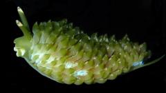 A green sea slug.