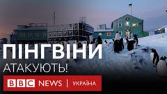 Пінгвіни оточили українську станцію в Антарктиді